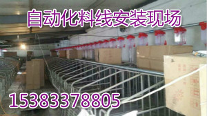 豬場安裝自動(dòng)化喂料線設(shè)備