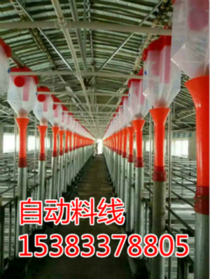 新建豬場規(guī)劃自動(dòng)化喂料線廠家